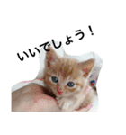 おらいのめんごい保護猫達（個別スタンプ：33）
