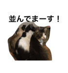おらいのめんごい保護猫達（個別スタンプ：36）