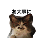 おらいのめんごい保護猫達（個別スタンプ：37）