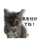 おらいのめんごい保護猫達（個別スタンプ：38）