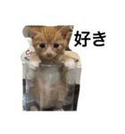おらいのめんごい保護猫達（個別スタンプ：39）