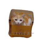うりんこやん（個別スタンプ：3）