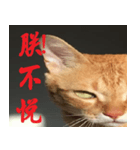CAT DORDOR（個別スタンプ：1）