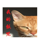 CAT DORDOR（個別スタンプ：3）