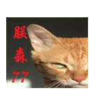 CAT DORDOR（個別スタンプ：5）