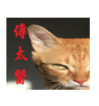 CAT DORDOR（個別スタンプ：7）