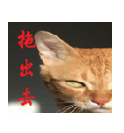 CAT DORDOR（個別スタンプ：10）