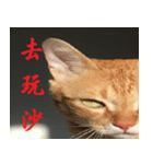 CAT DORDOR（個別スタンプ：11）