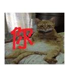 CAT DORDOR（個別スタンプ：12）