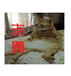 CAT DORDOR（個別スタンプ：13）