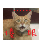 CAT DORDOR（個別スタンプ：14）