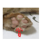 CAT DORDOR（個別スタンプ：15）