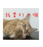 CAT DORDOR（個別スタンプ：16）