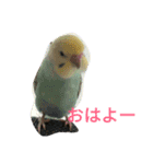 セキセイインコパルの1日（個別スタンプ：1）