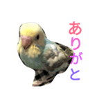 セキセイインコパルの1日（個別スタンプ：3）