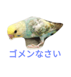 セキセイインコパルの1日（個別スタンプ：4）