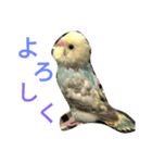 セキセイインコパルの1日（個別スタンプ：5）