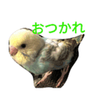 セキセイインコパルの1日（個別スタンプ：8）