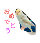 セキセイインコパルの1日（個別スタンプ：10）