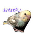 セキセイインコパルの1日（個別スタンプ：15）