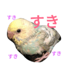 セキセイインコパルの1日（個別スタンプ：17）