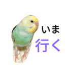 セキセイインコパルの1日（個別スタンプ：20）