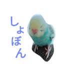 セキセイインコパルの1日（個別スタンプ：21）