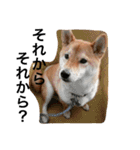 柴犬 赤柴 スタンプ 使える！（個別スタンプ：15）
