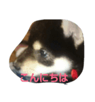 pu12（個別スタンプ：2）