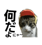 Cat cocochan（個別スタンプ：1）