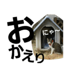 Cat cocochan（個別スタンプ：4）