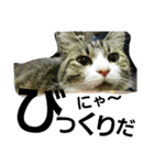 Cat cocochan（個別スタンプ：6）