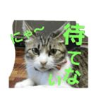 Cat cocochan（個別スタンプ：9）