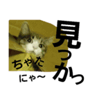 Cat cocochan（個別スタンプ：10）