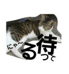 Cat cocochan（個別スタンプ：11）