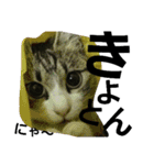 Cat cocochan（個別スタンプ：12）