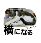 Cat cocochan（個別スタンプ：13）