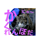 Cat cocochan（個別スタンプ：17）
