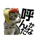Cat cocochan（個別スタンプ：19）
