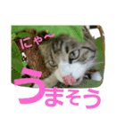 Cat cocochan（個別スタンプ：22）