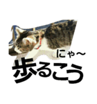 Cat cocochan（個別スタンプ：23）