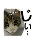 Cat cocochan（個別スタンプ：27）