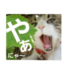 Cat cocochan（個別スタンプ：28）