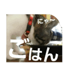 Cat cocochan（個別スタンプ：29）