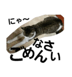 Cat cocochan（個別スタンプ：30）