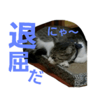 Cat cocochan（個別スタンプ：31）