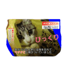 cat coco chan（個別スタンプ：1）