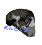 cat coco chan（個別スタンプ：3）