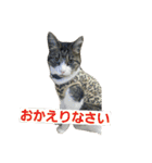 cat coco chan（個別スタンプ：4）