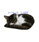 cat coco chan（個別スタンプ：6）